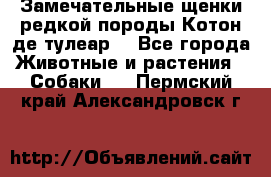 Замечательные щенки редкой породы Котон де тулеар  - Все города Животные и растения » Собаки   . Пермский край,Александровск г.